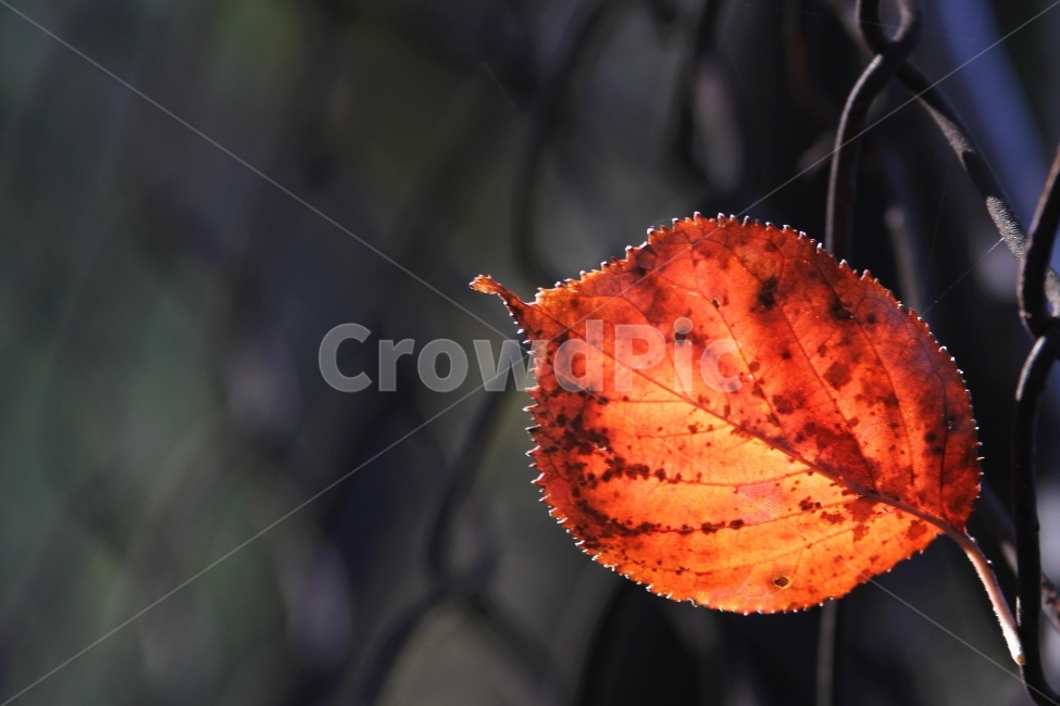 단풍잎,가을풍경,식물,자연,감성사진,단풍,가을,계절,fall,autumn,season,식물,자연,plants,nature,감성,sensible,feeling,leaf,잎,plant,veins,정맥