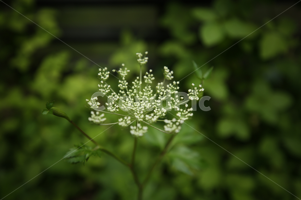 당귀,한약,한약재,당귀꽃,식물,식물,자연,plants,nature