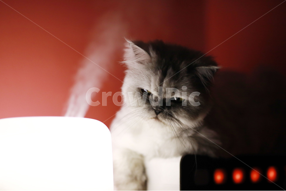 고양이,회색고양이,페르시안친칠라,집고양이,가습기,cat,반려묘,동물,animal,포유류,mammal,고양이,cat,kitten,kitty