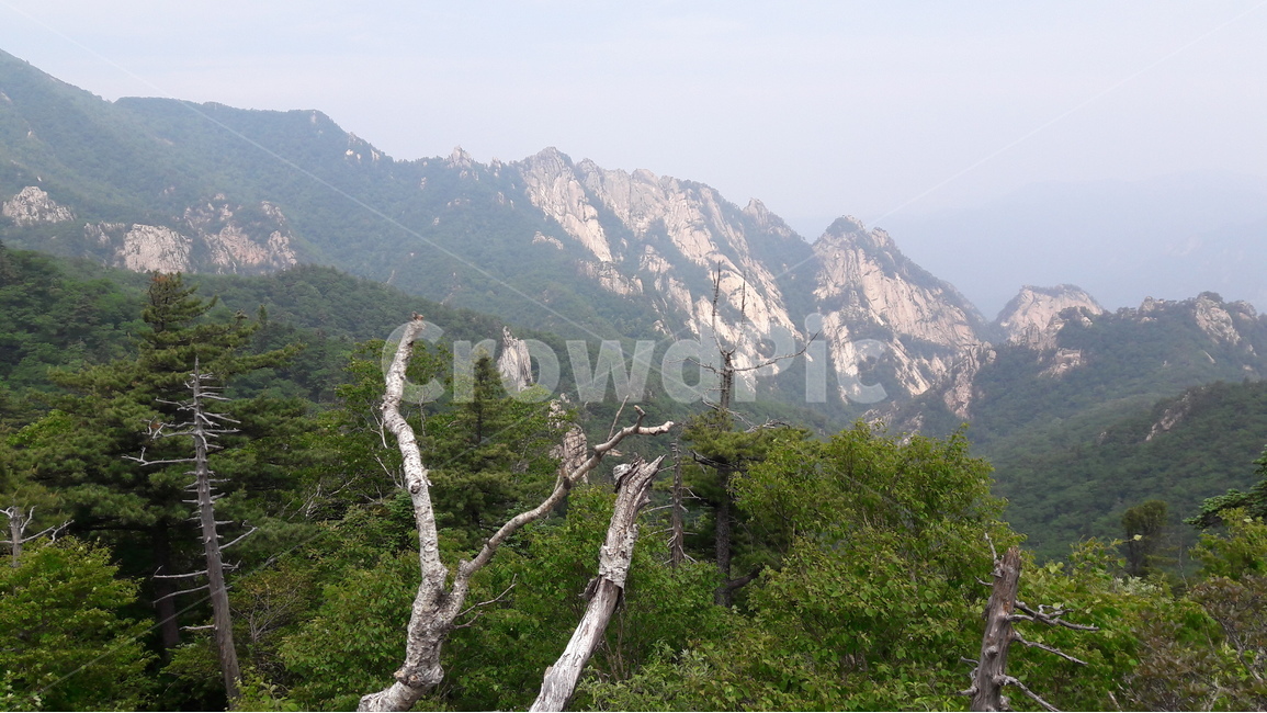 설악산,서북능선,한계령코스,고사목,암봉,자연,풍경,nature,landscape,한국자연풍경,한국자연경관,korea nature landscape,plant,식물,tree,나무,outdoors,옥외