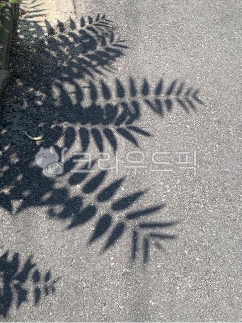 shadow,reflection,grass,plant,asphalt,summer,grass shadow