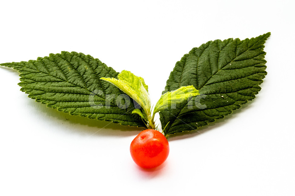 과일,앵두,문양,여름,싱싱함,패턴,무늬,음식,식재료,요리,food,cook,meal,dishes,food reserves,과일,열매,fruit,누끼,remove background