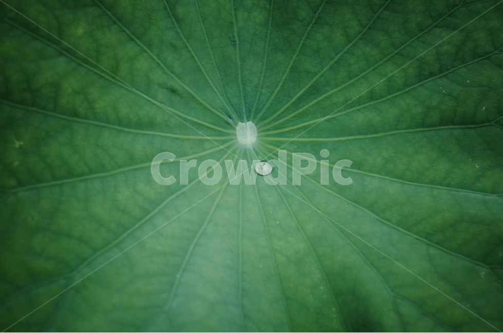 연잎,연,물방울,여름,녹색,접사,식물,자연,plants,nature