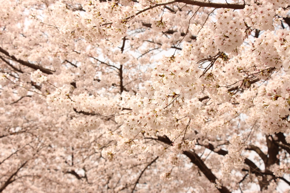 벚꽃,봄,자연,하늘,경치,벚꽃나무,나무,나뭇가지,cherryblossom,spring,nature,sky,landscape,cherryblossomtree,tree,twig