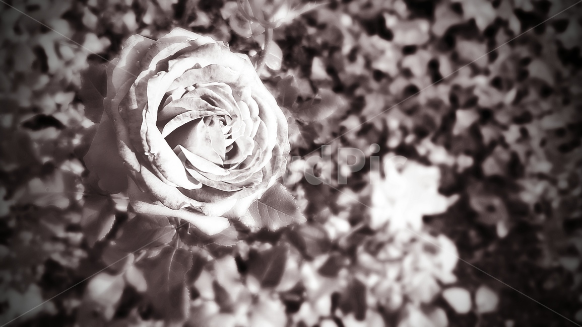 blossom,꽃,rose,장미,flower,plant,식물,흑백,식물,자연,plants,nature,꽃,flower,흑백,모노톤,monochrome,black and white