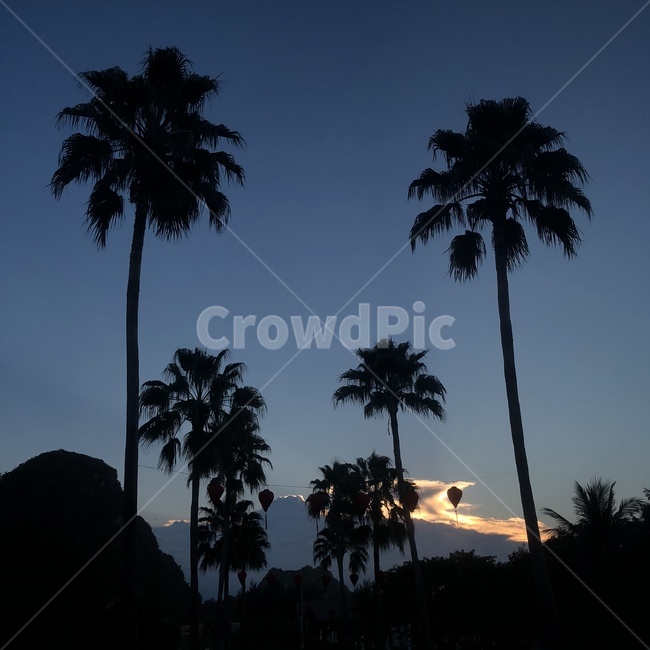 야자수,plant,palmtree,실루엣,silhouette,tree,휴가,선셋,방학