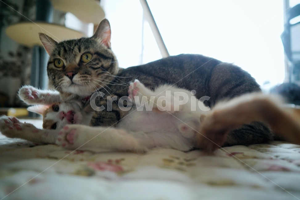 고양이,레슬링,서열,누르기,싸움,동물,animal,포유류,mammal,고양이,cat,kitten,kitty