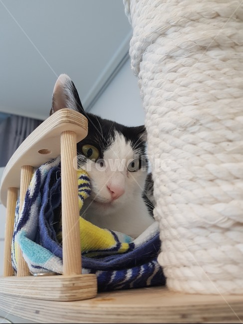cattower,고양이,검정색,하얀색,cat,캣타워,동물,animal,포유류,mammal,고양이,cat,kitten,kitty