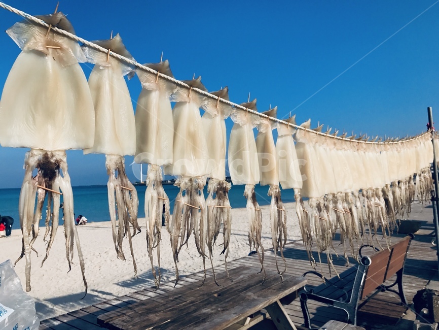 바다,오징어,한치,제주도,벤치,건조,수산물,해산물,fishery products,seafood