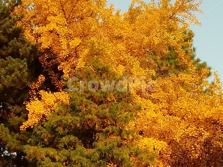 가을,단풍,낙엽,maple,plant,식물,단풍나무,단풍잎,leaf,잎,tree,나무,계절,fallautumnseason,가을단풍,자연,풍경,경치,가을,계절,fall,autumn,season,식물,자연,plants,nature,나무,trees,wood