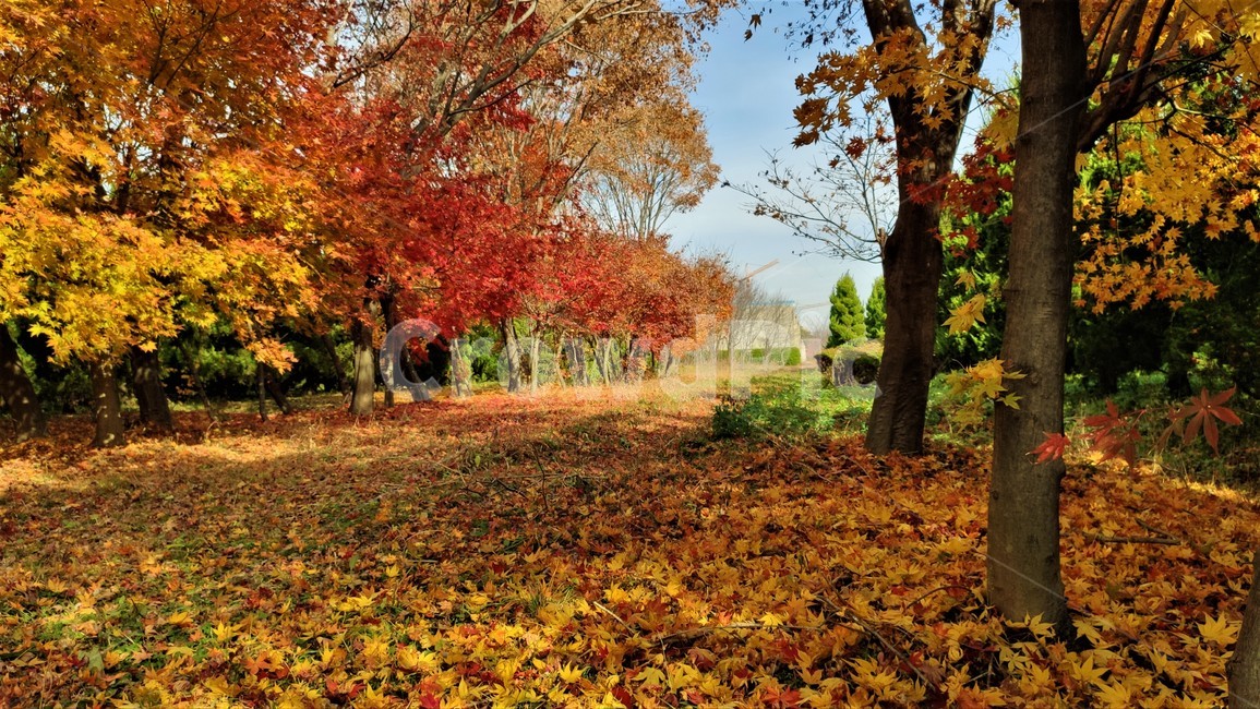 가을단풍,엽록소,가을,plant,식물,tree,나무,maple,단풍,leaf,잎