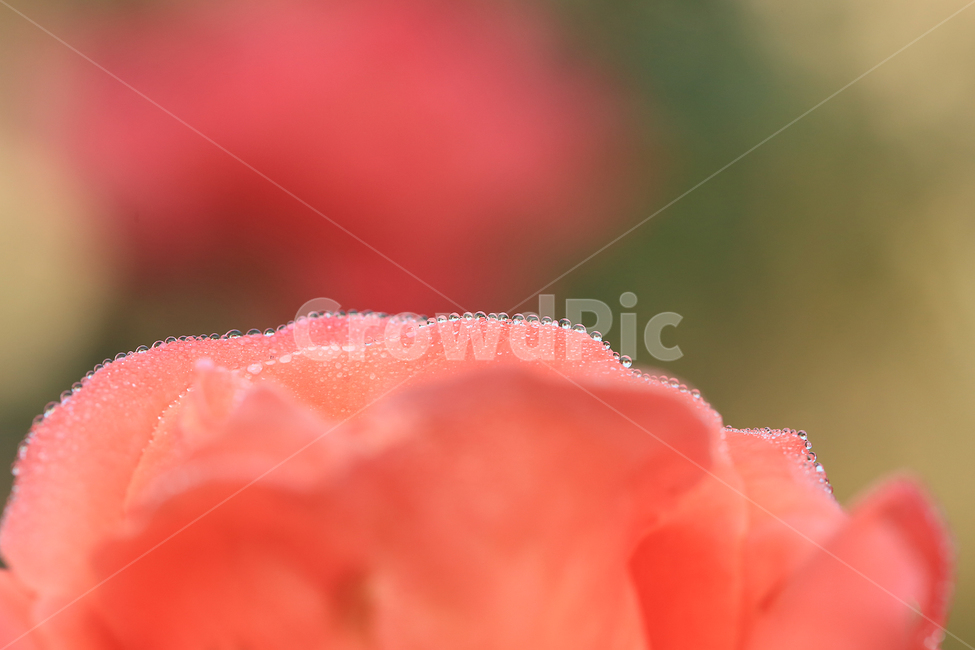 장미,꽃,이슬,일액현상,rose,flower,dew,식물,자연,plants,nature,꽃,flower,감성,sensible,feeling