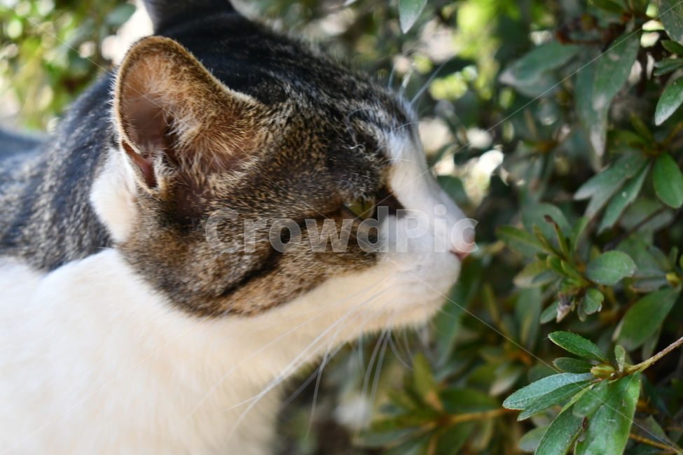 동물,고양이,cat,표정,도도함,동물,animal,포유류,mammal,고양이,cat,kitten,kitty