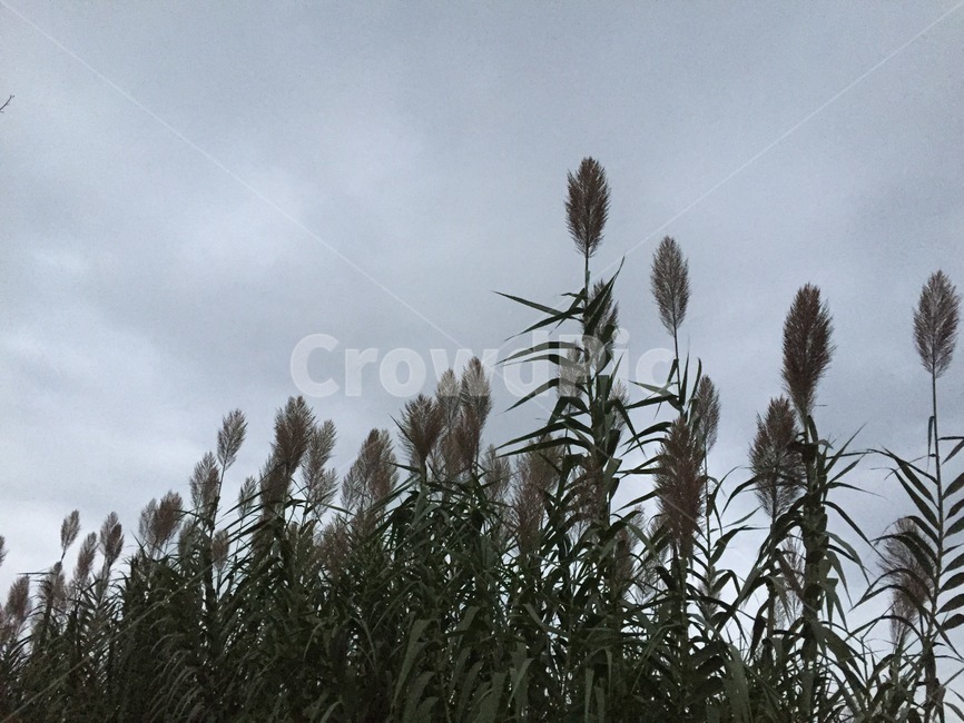 갈대,하늘,reed,sky,구름