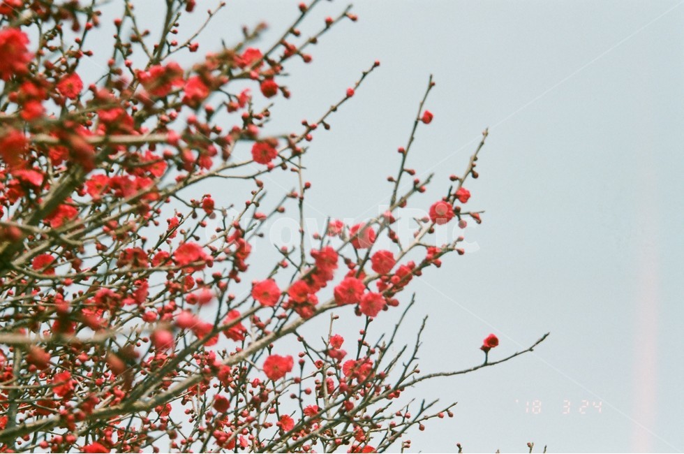 매화,홍매화,하늘,필름카메라,감성,필카,봄,나무,자연,풍경,spring,flower,봄,계절,spring,season,식물,자연,plants,nature,꽃,flower,감성,sensible,feeling,plant