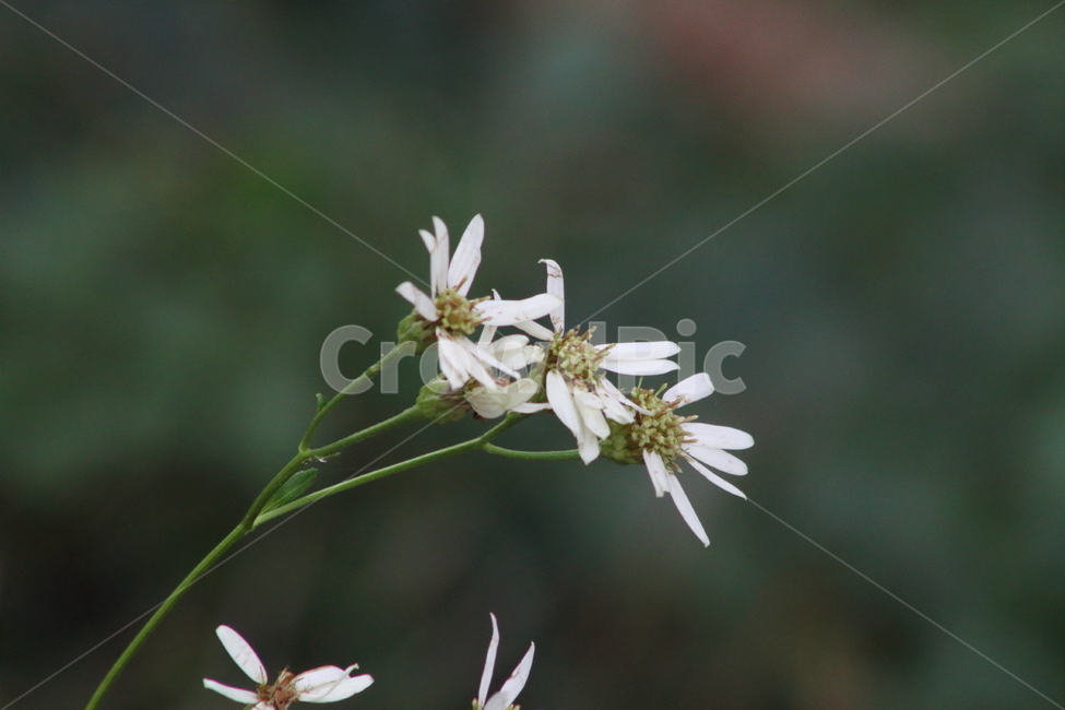 참취,식물,야생화,가을꽃,aster,식물,자연,plants,nature,꽃,flower