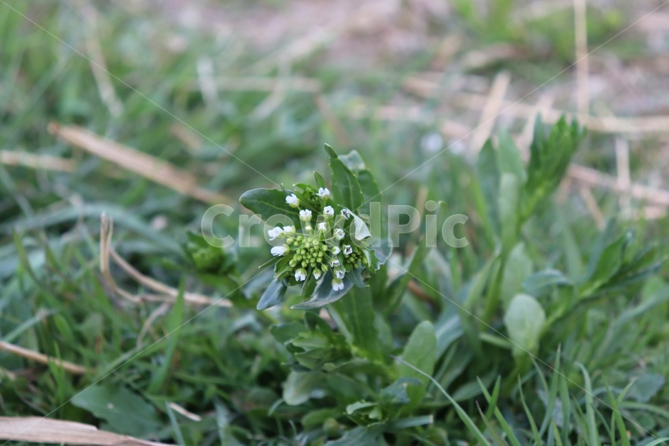 풀꽃,봄꽃,아기자기한꽃,꽃,하얀꽃,식물,자연,plants,nature