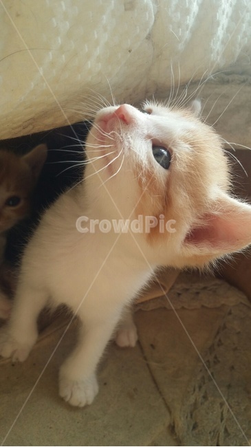 길고양이,고양이,한국고양이,아기고양이,동물,동물,animal,포유류,mammal,고양이,cat,kitten,kitty