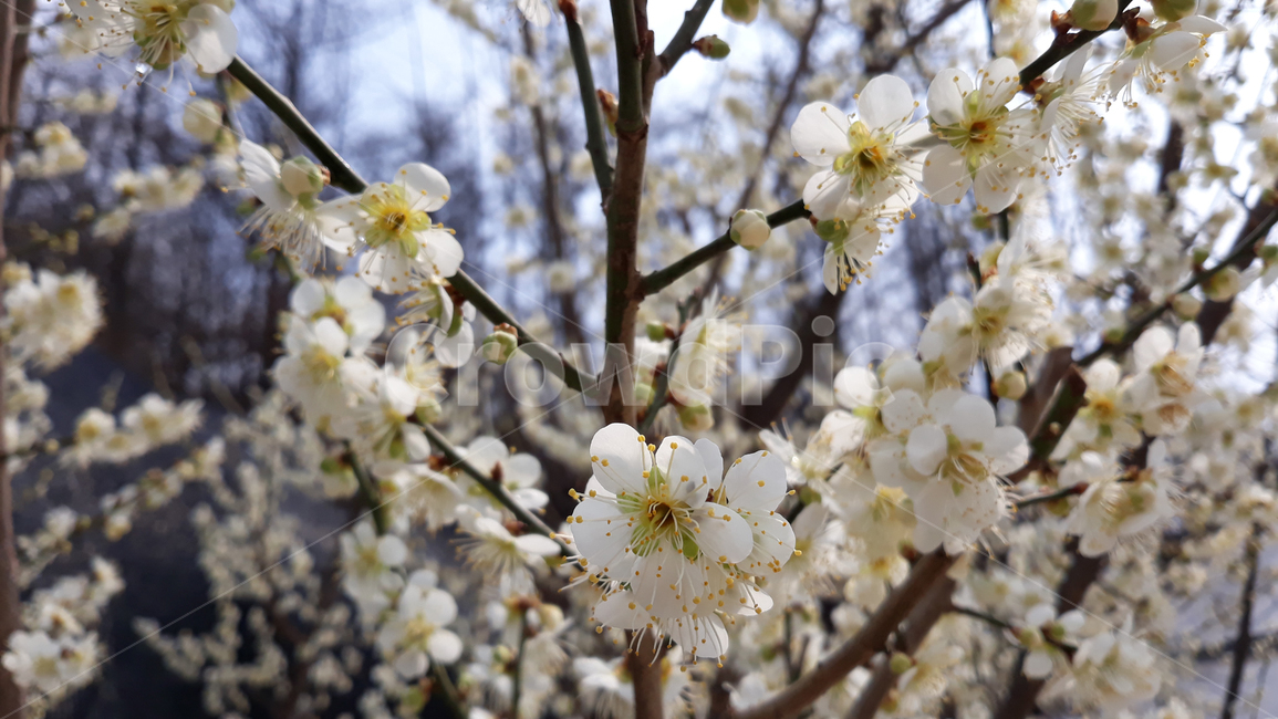 자연,식물,꽃,플라워,봄,매화,매실꽃,생화,꽃봉우리,꽃망울,나뭇가지,가지,나무,매실,매실나무,흰꽃,흰색,하얀색,클로즈업,봄꽃,화이트,하늘,파랑,블루,파란색,봄,계절,spring,season,plant
