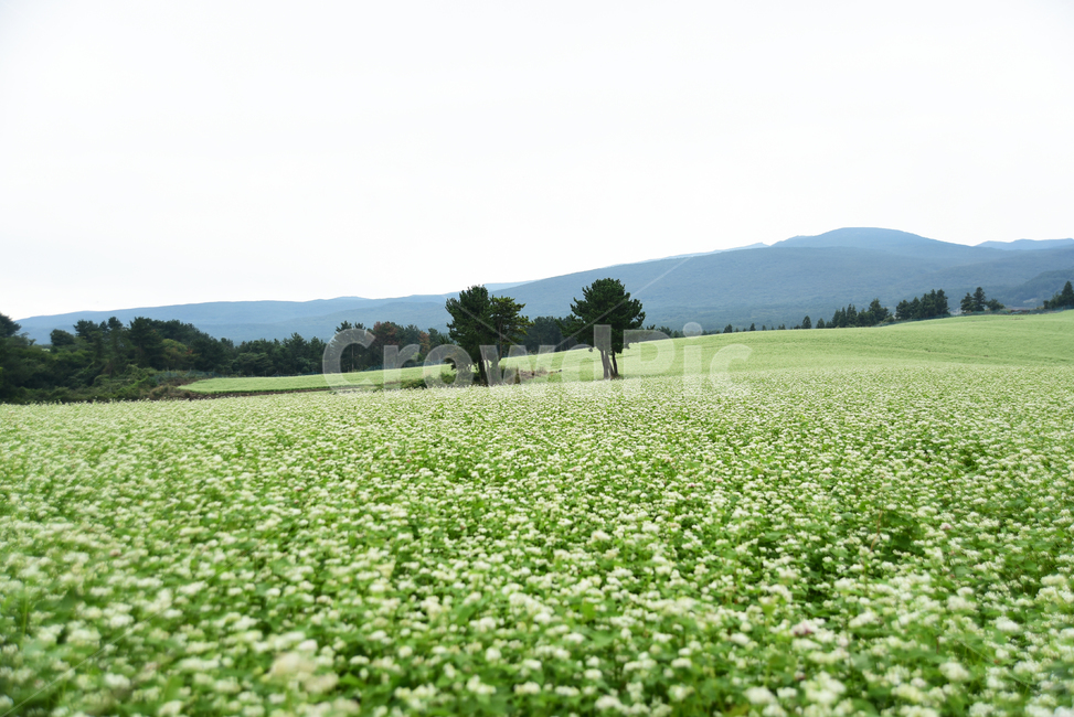 메밀밭,제주,메밀꽃,메밀,풍경,밭,나무,자연,하늘,들,옥외,목초지,가을,field,nature,outdoors,grassland,jeju,autumn,fall,season,tree,landscape,자연,풍경,nature,landscape,식물,plants