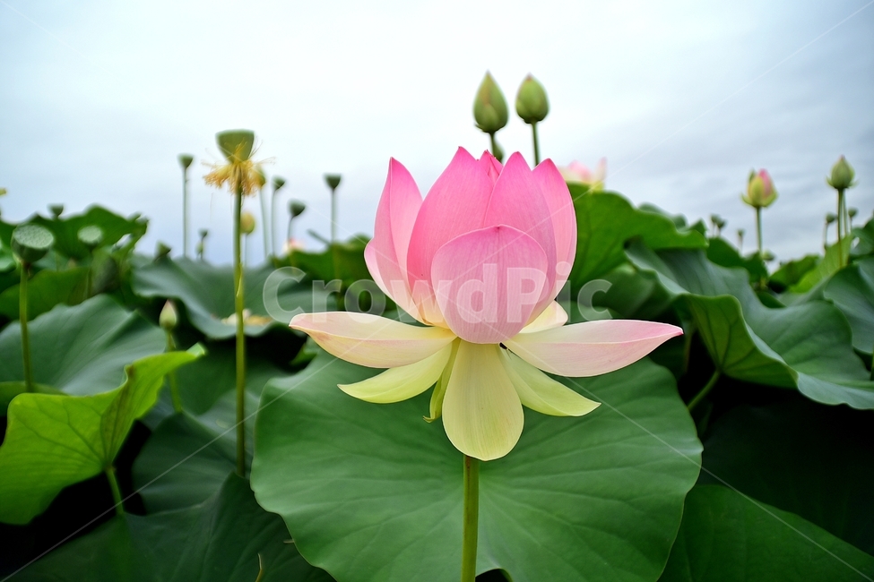 blossom,plant,식물,flower,꽃,연못백합,pondlily,백합,lily,식물,자연,plants,nature,꽃,flower
