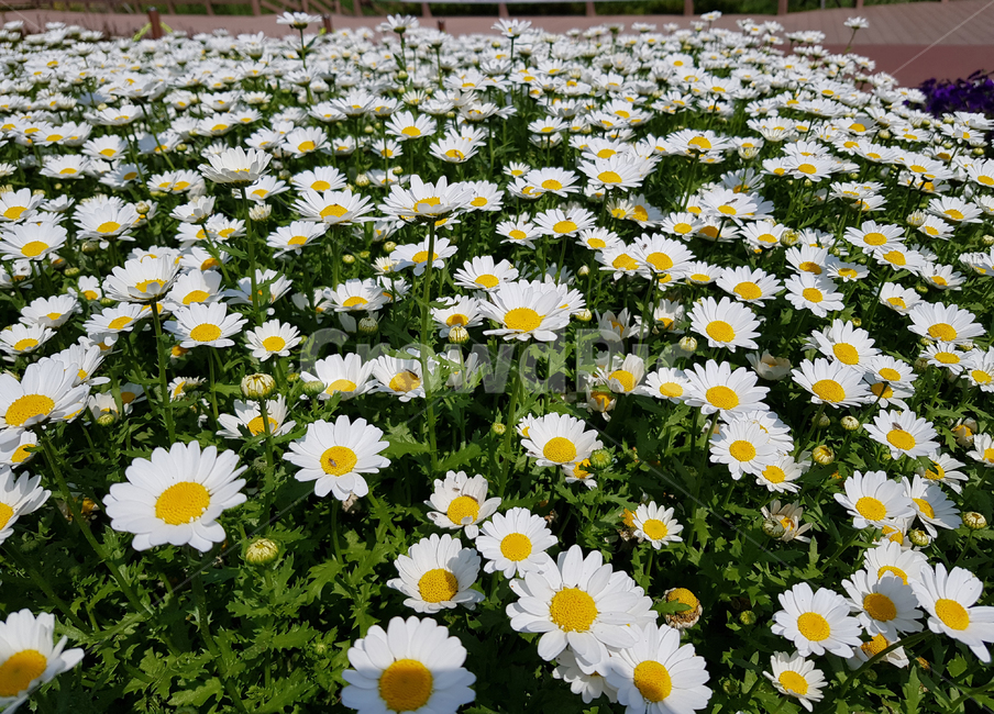 꽃밭,꽃,식물,봄,flower