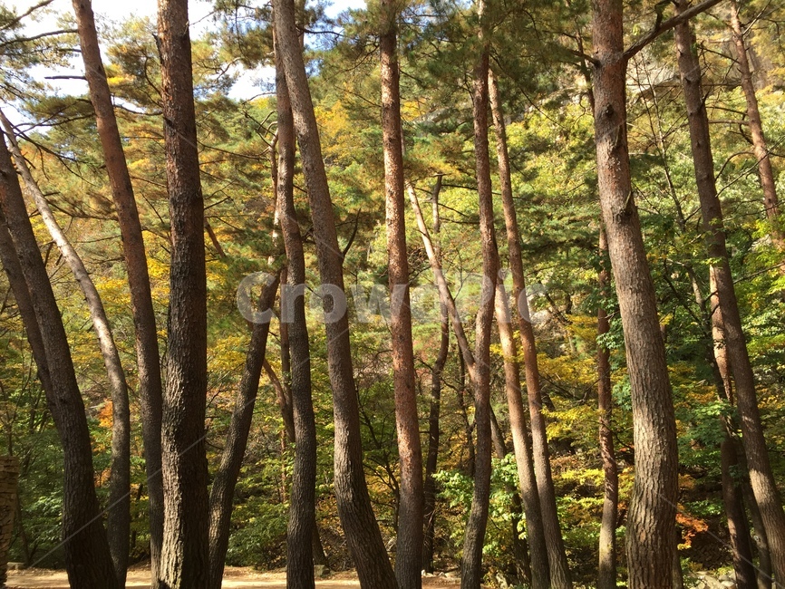 숲,나무,소나무,단풍,가을,낙엽