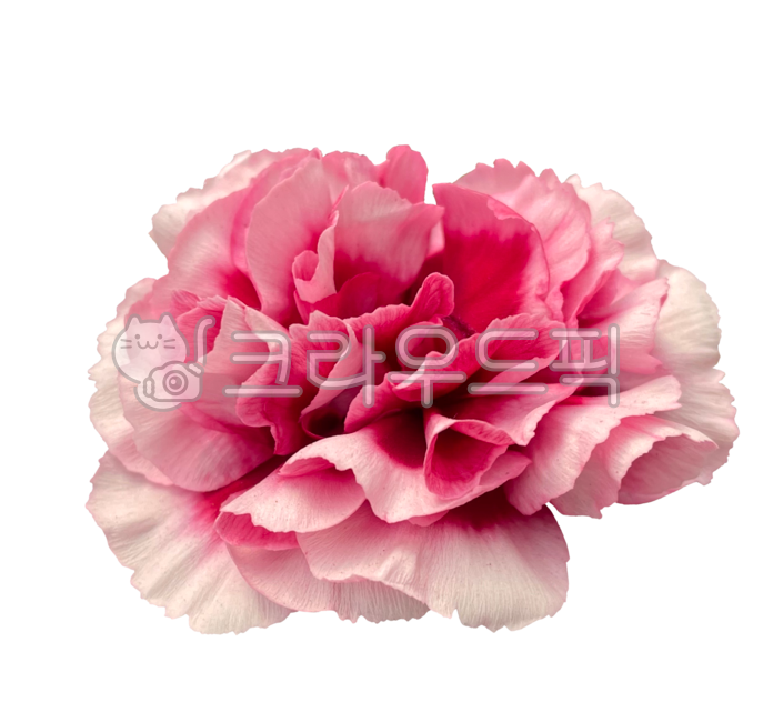 pink,deco,Nukki,adornment,Spring background,carnation,spring,fresh flowers,red,spring image,Freshness,Teachers day,Commemoration,thumbnail,Anniversary,png,banner,Mothers Day,carnation fresh flowers,flower,Red,popup,plant,Childrens Day,card,parents