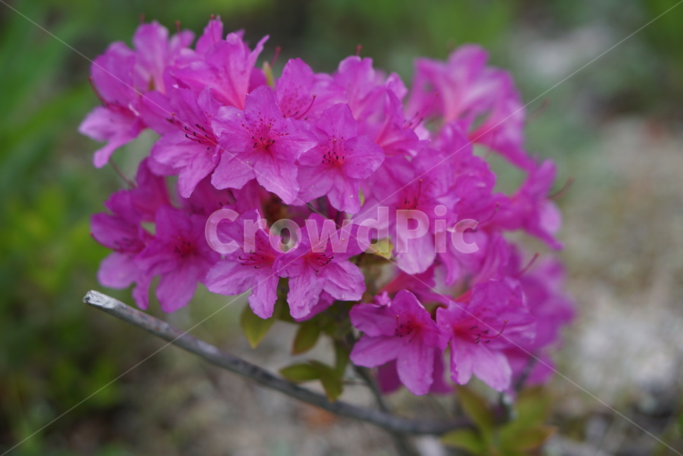 봄,꽃,색깔꽃,분홍꽃,봄꽃,봄,계절,spring,season,식물,자연,plants,nature,꽃,flower,blossom,geranium,제라늄,plant