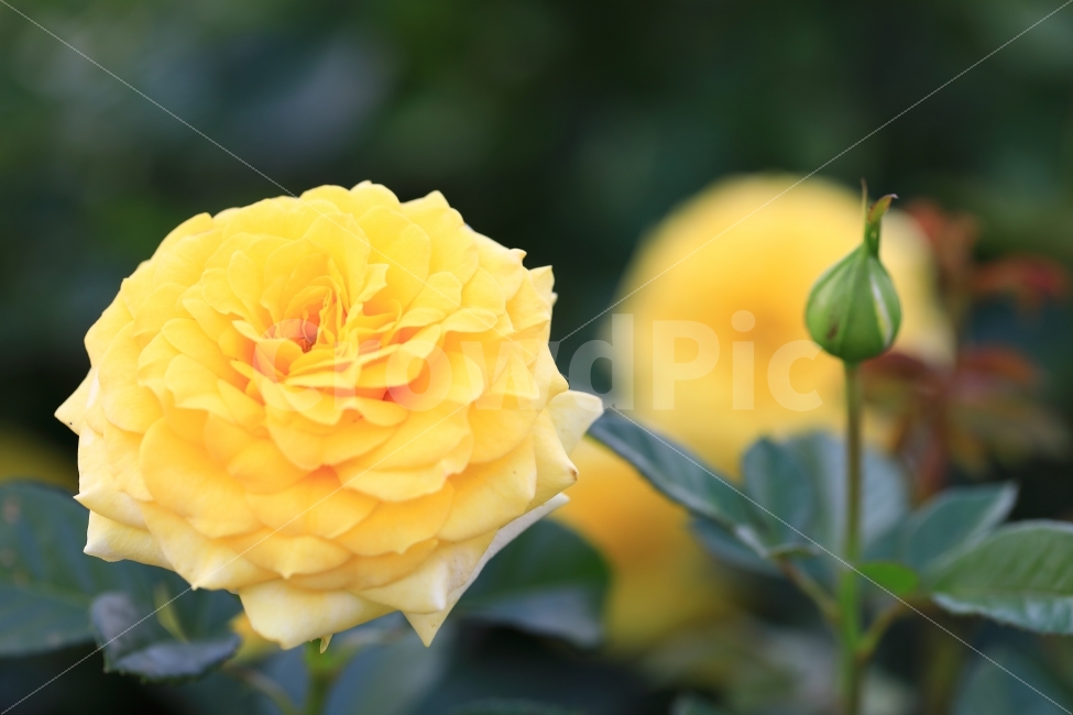 장미,노랑,자연,풍경,꽃,식물,자연,plants,nature,꽃,flower