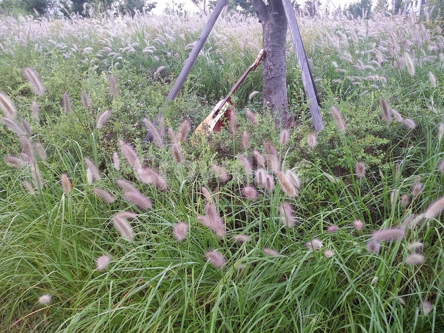 강아지풀,자연,식물,가을,plant,nature,식물,자연,plants,nature