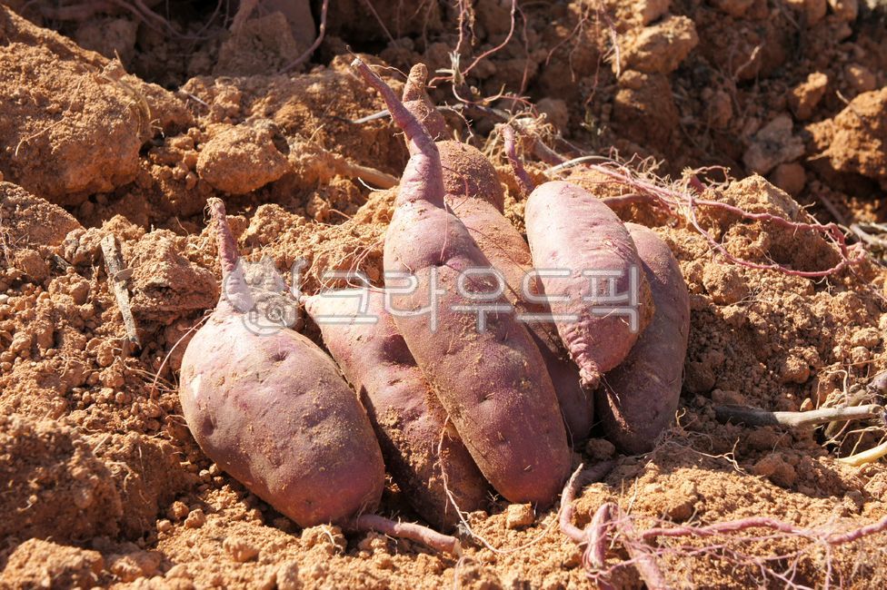 sweet potato,Roasted Sweet Potato,Honey sweet potato,harvesting,snack,Beni Haruka,Food Ingredients,Agricultural products,soil,crops,vegetable