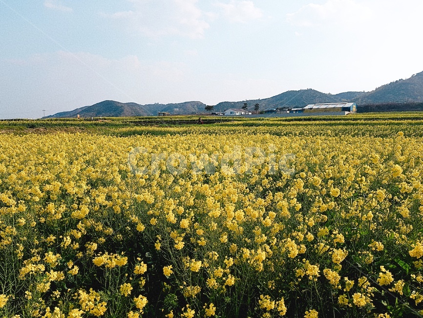 유채꽃,봄,자연,야외,꽃밭