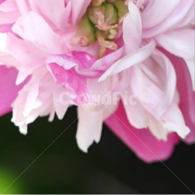 꽃,flower,식물도감,plant,beautiful,식물,순수,pure,감성,꽃줄기,7월,모란,작약과,paeoniasuffruticosa,목단,3겹,꽃턱,씨방,홍색,꽃받침,양성,내봉선,종자,씨앗,seed,재배품종,실생,양토,개화기,부귀,만개,민산작약,털백작약,단면,꽃사진,핑크,퍼플,속씨식물,쌍떡잎,들꽃,illustrated plant book,꽃잎,내화피,암술,꽃밥,화관,갈래꽃,통꽃,수분,花冠,petal,內花被,외화피,꽃가루,충매화,양성화,화엽,꽃대,식물,자연,plants,nature,꽃,flower