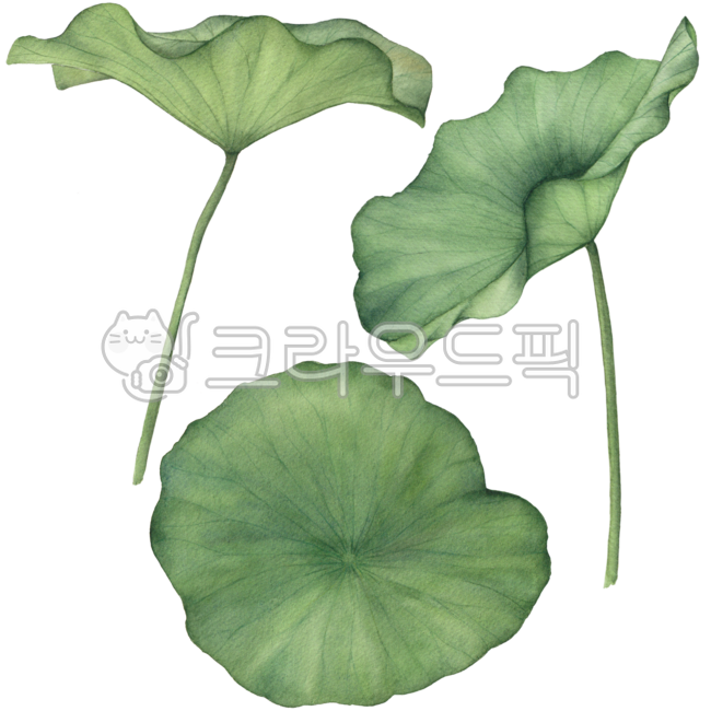 연꽃잎,연잎,연꽃일러스트,연잎일러스트,연잎그림,연꽃디자인,연꽃수채화,연잎수채화,연잎손그림,연잎꾸미기,연잎데코,연잎장식,연꽃꾸미기,연꽃데코,보태니컬