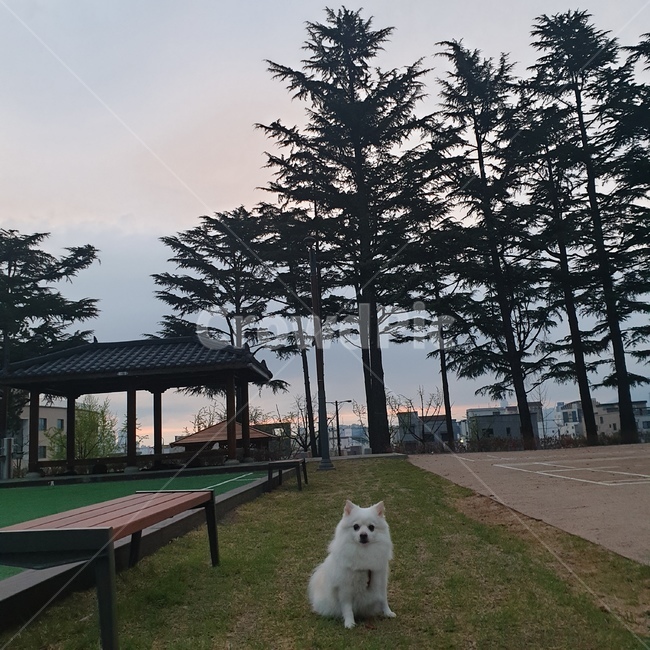 강아지,반려견,공원,산책,새벽,벤치,기와,곧은,곧다,나무,잔디,모래,의자,bench,chair,grit,lawn,uprighttrees,upright,walk,park,pet,dog,daybreak,털,동물,animal,포유류,mammal,개,강아지,dog,doggy
