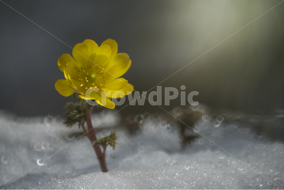 복수초,춘설,눈속에핀꽃,봄꽃,노란꽃,봄,계절,spring,season,식물,자연,plants,nature,꽃,flower,감성,sensible,feeling,휴식,힐링,rest,relaxation,healing,plant