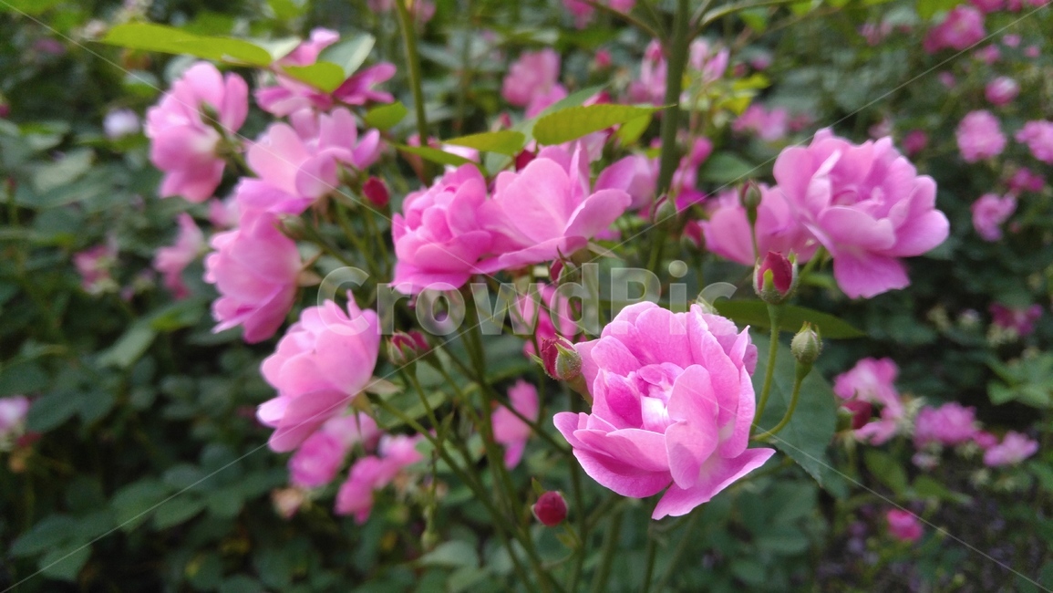 장미,꽃,분홍장미,분홍색,식물,녹색,배경,감성,계절,rose,flower,pinkroses,pink,flant,green,background,emotional,season,outdoors