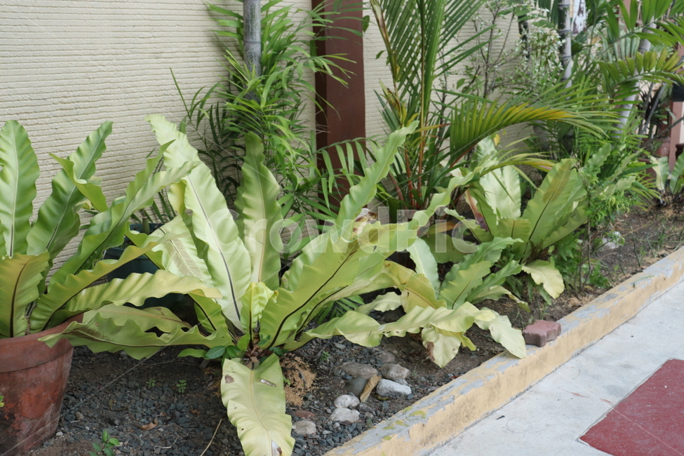 plant,식물,열대식물,필리핀식물,해외식물,외래종,정원,가든,garden