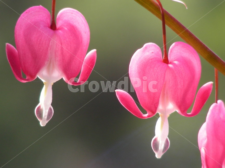 금낭화,형상,봄,꽃,접사,식물,자연,plants,nature,꽃,flower