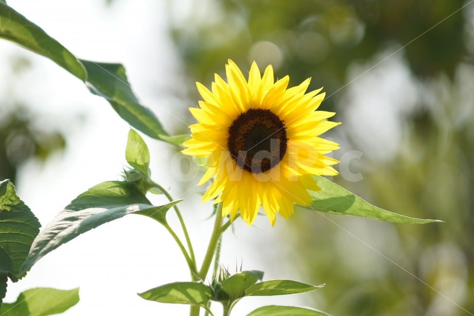 꽃,해바라기,일상,감성,감성사진,여름,계절,summer,season,식물,자연,plants,nature,꽃,flower,plant,blossom