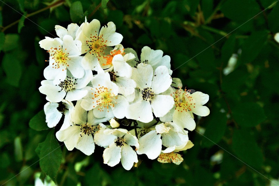 찔레나무,찔레나무꽃,장미과,낙엽관목,들장미,야생화,식물,자연,plants,nature,꽃,flower