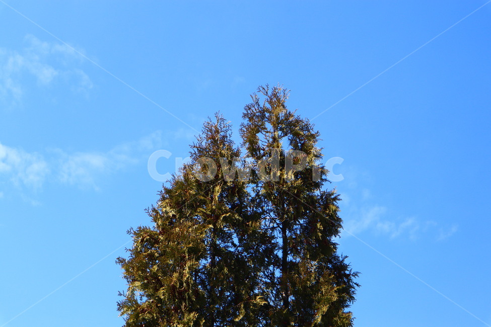 나무,봄날,배경,자연,감성,tree,식물,자연,plants,nature,나무,trees,wood