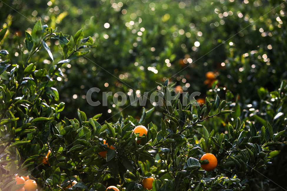 Specialties,fruit,yellow,jeju island,Agricultural products,tangerines,leaves,green,Fruit,nature,tree,leaf,food,outdoor,water drop,orchard,round,refreshing,Dew,plant,Farm,animated,Fresh tangerine,fresh,tangerine tree