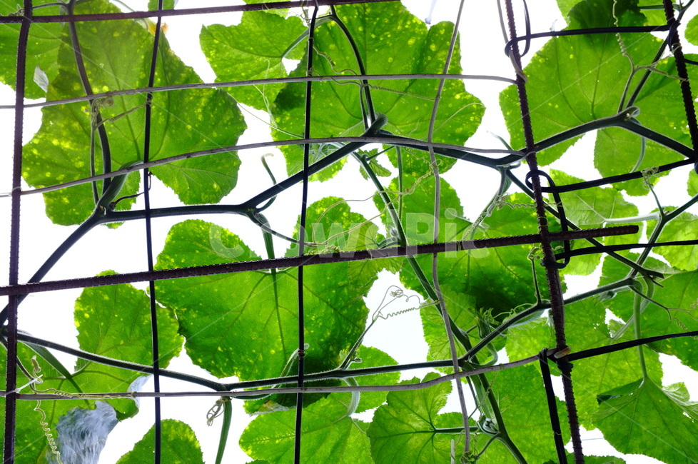 호박잎,하트,초록색잎,잎,줄기,넝쿨,leaf,green,heart