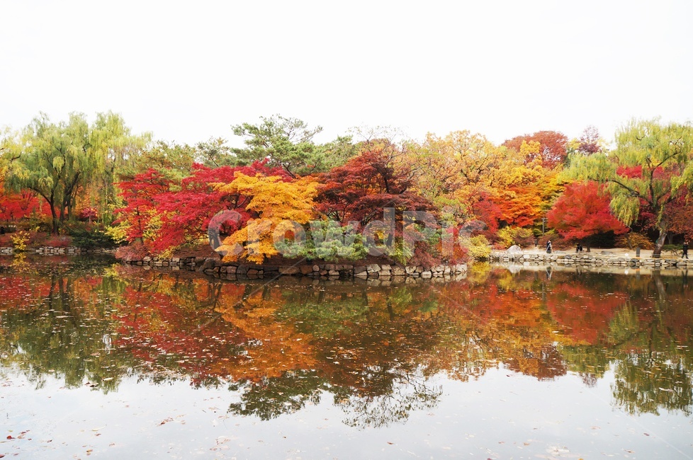 가을,반영,그림자,호수,단풍,울긋불긋,낙엽,데이트,고궁,창덕궁,가을,계절,fall,autumn,season,자연,풍경,nature,landscape,tree,나무,plant,식물,maple