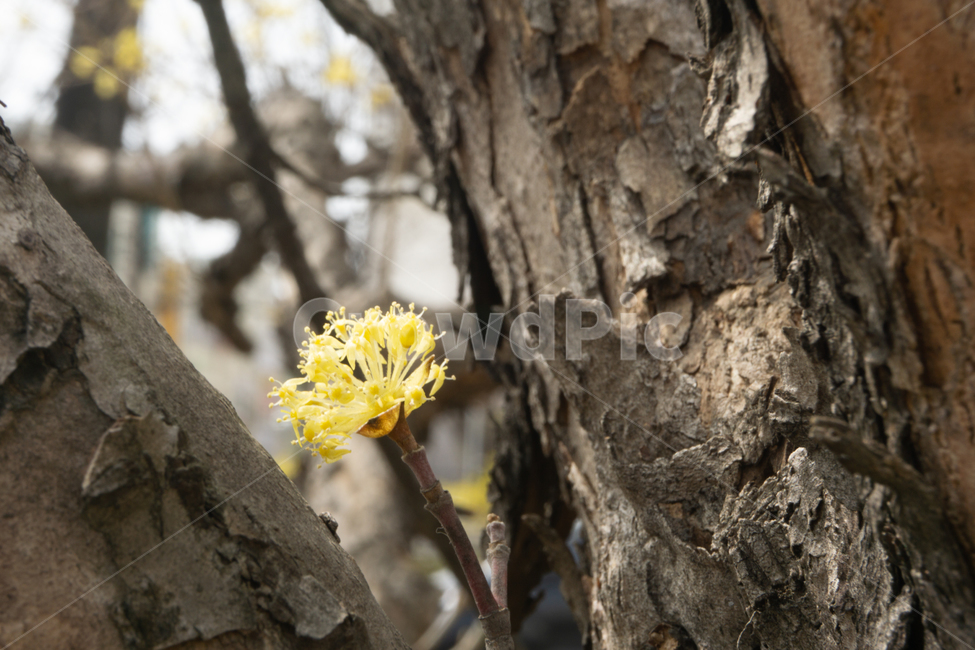 꽃,노란꽃,봄,봄꽃,봄날씨,꽃봉오리,봄,계절,spring,season,식물,자연,plants,nature,꽃,flower,plant,tree,나무,tree trunk,나무 줄기