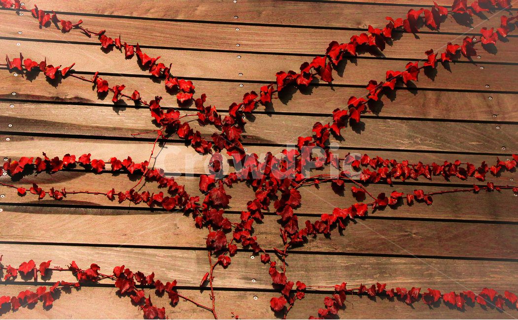 leaf,잎,plant,식물,단풍,가을,계절,fall,autumn,season