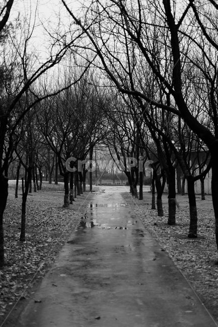 나무,trees,비,rain,bnw,흑백,길,겨울,계절,winter,season,자연,풍경,nature,landscape,식물,plants,나무,trees,wood,비,비오는날,rain,rainy,흑백,모노톤,monochrome,black and white,path,통로,tree,plant