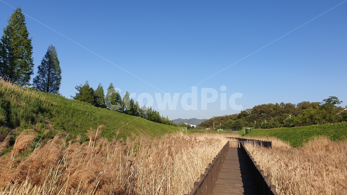 갈대,길,road,풍경,하늘,날씨,sky,자연,풍경,nature,landscape